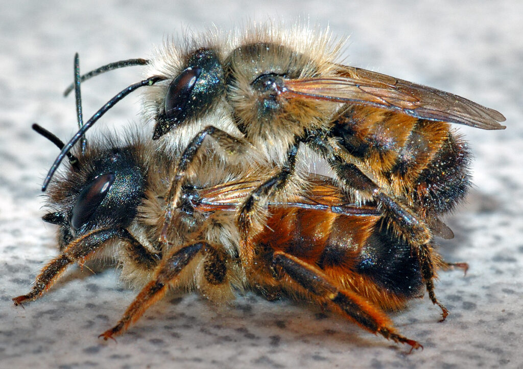 Osmia_rufa_couple_(aka)