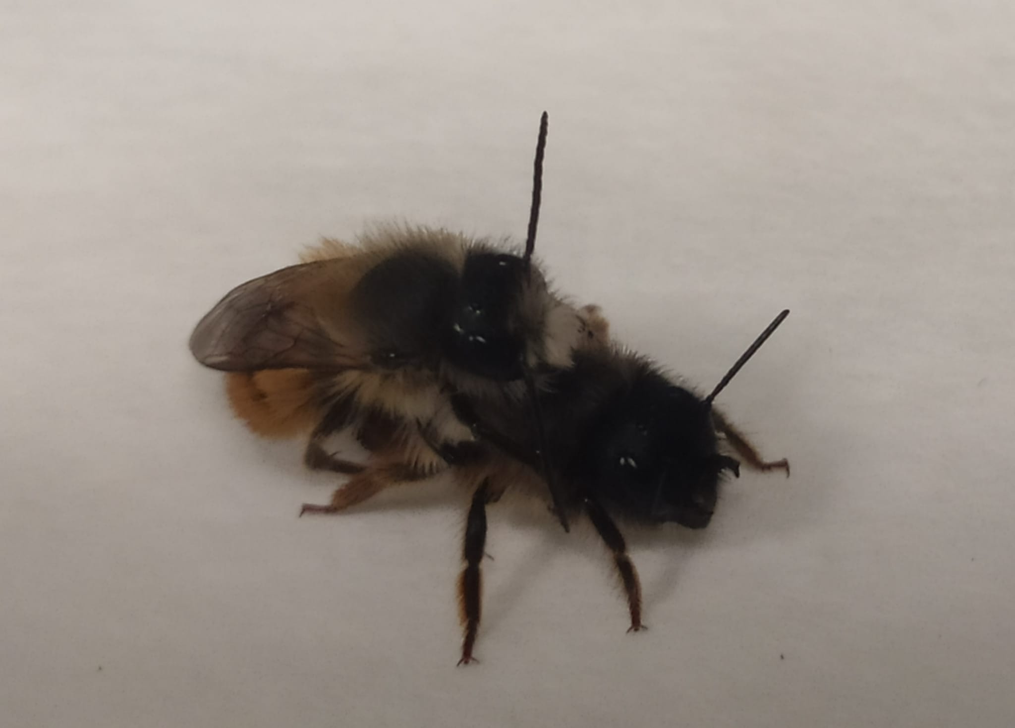Osmia bicornis